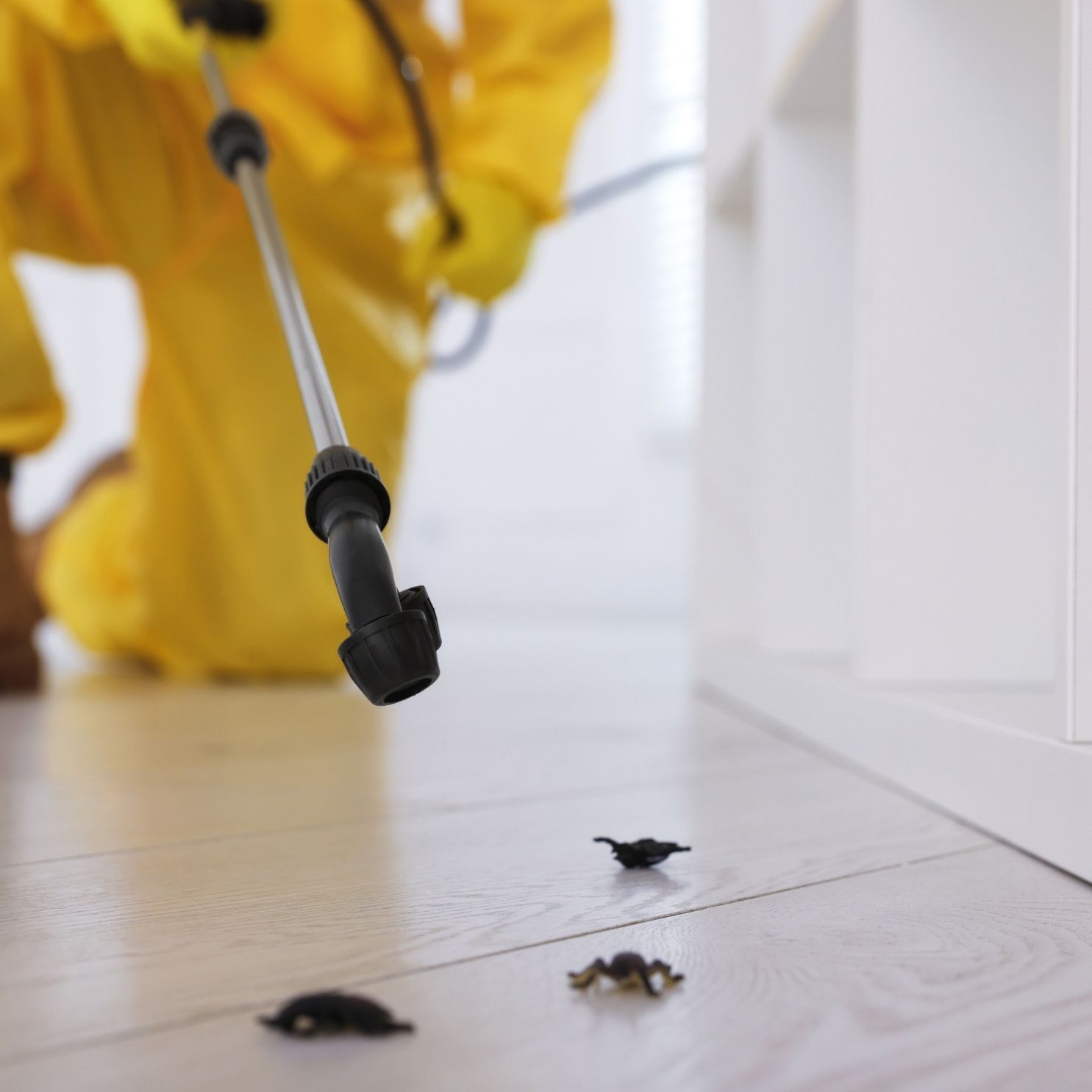 flea & bed bug treatment