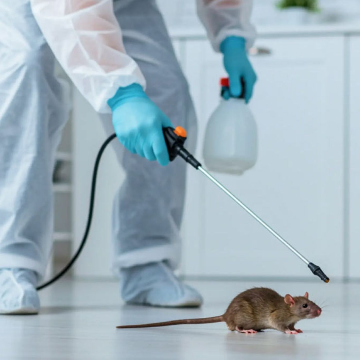 rodent control